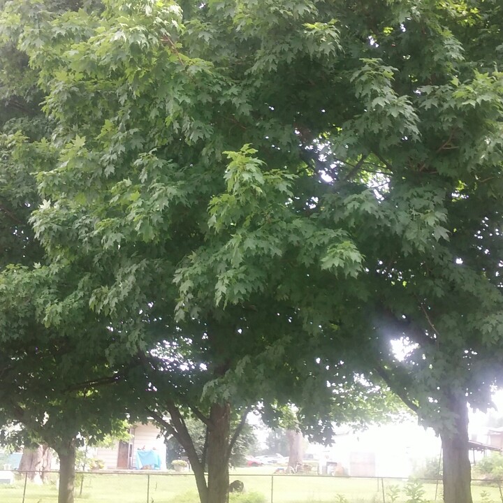 Plant image Acer saccharum syn. Acer palmifolium, Acer saccharophorum