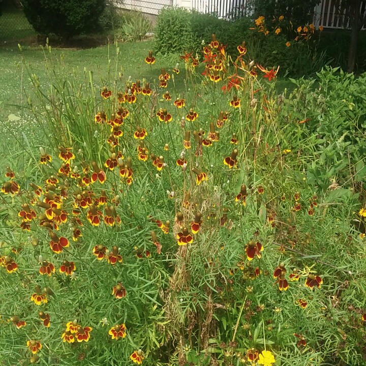 Plant image Ratibida columnifera