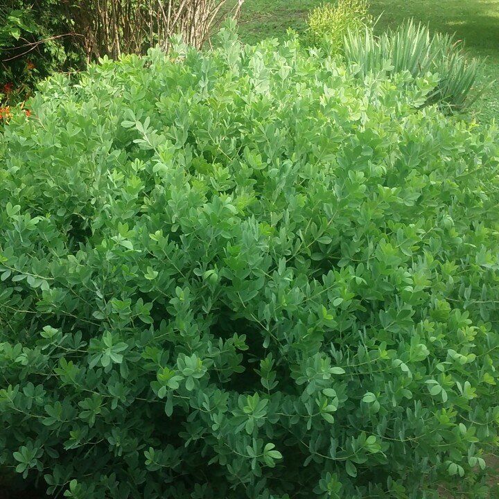 Plant image Baptisia australis