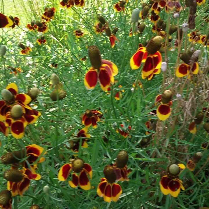 Plant image Ratibida columnifera