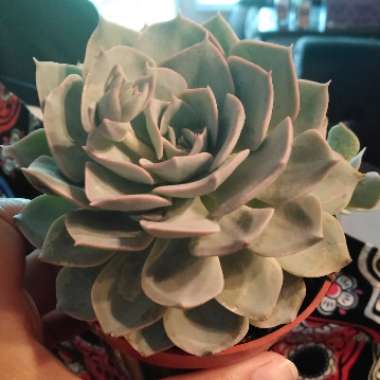 Echeveria 'Lilacina'