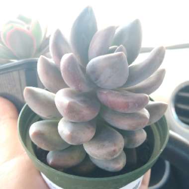 Sedeveria 'Blue Mist'