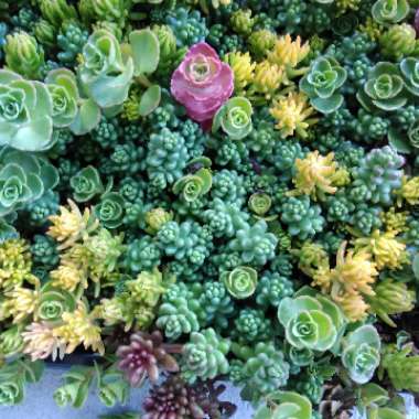 Sedum 'Dasyphyllum'