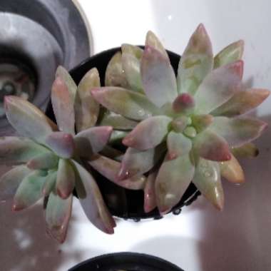 Graptosedum 'Darley Sunshine'