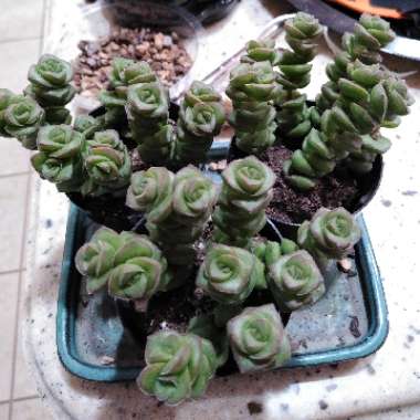 Crassula 'Baby's Necklace'