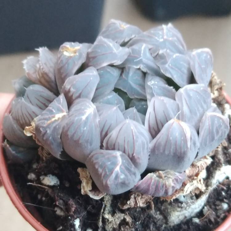 Plant image Haworthia Obtusa cv OB-1