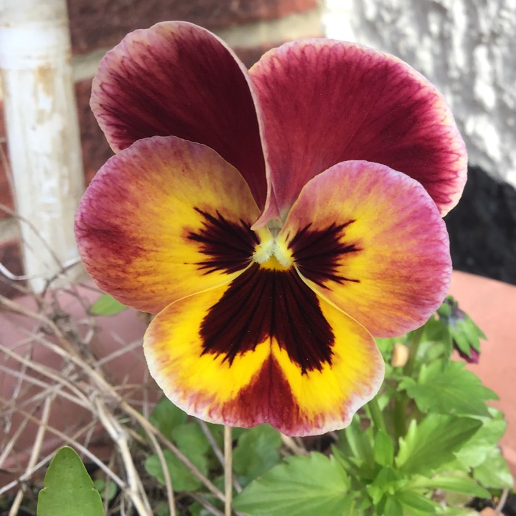 Plant image Viola cornuta 'Penny™ Orange Jump Up'