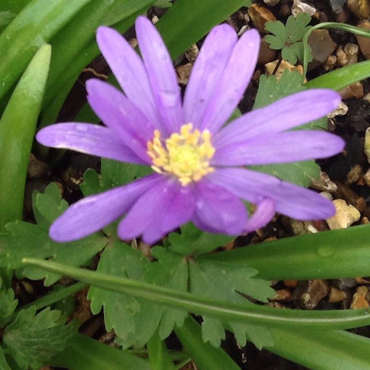 Plant image Anemone blanda 'Radar'