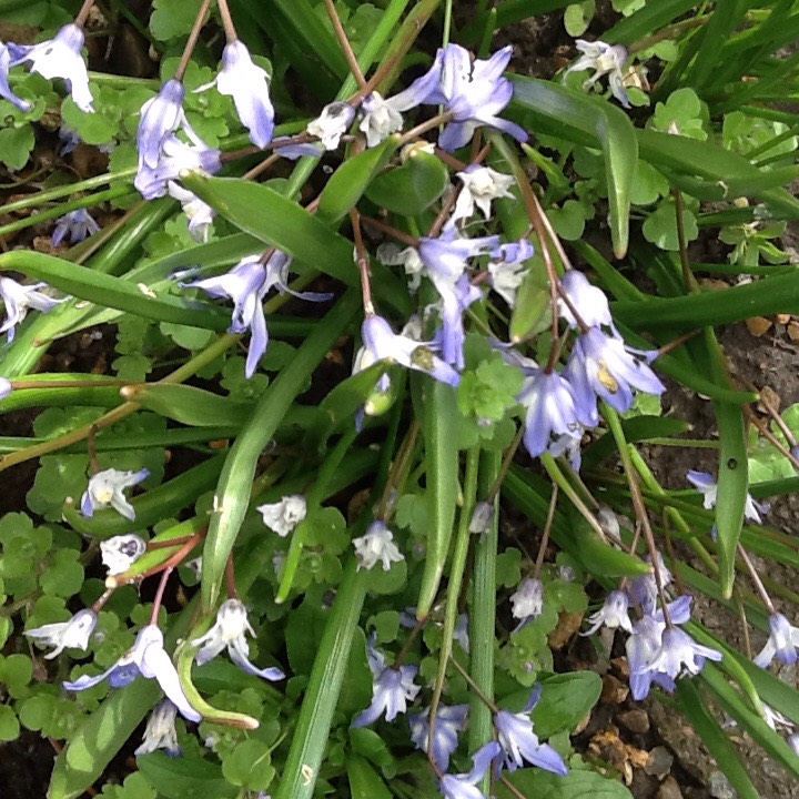 Plant image Chionodoxa forbesii syn. Scilla forbesii