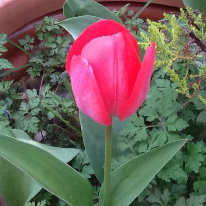 Plant image Tulipa 'Red Hat'