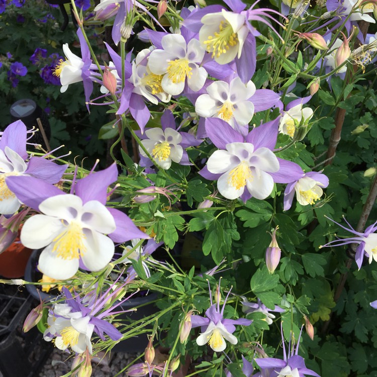 Plant image Aquilegia 'Mckana Hybrids' (Mix)