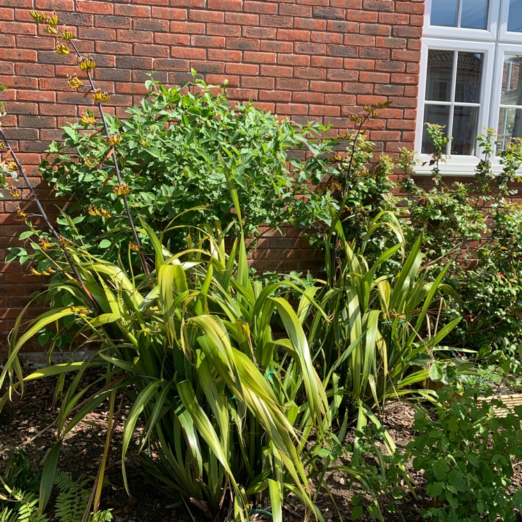 Plant image Phormium tenax