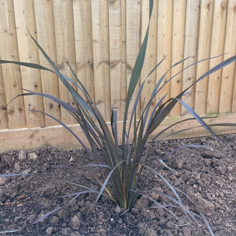 Plant image Phormium tenax 'Platts Black'