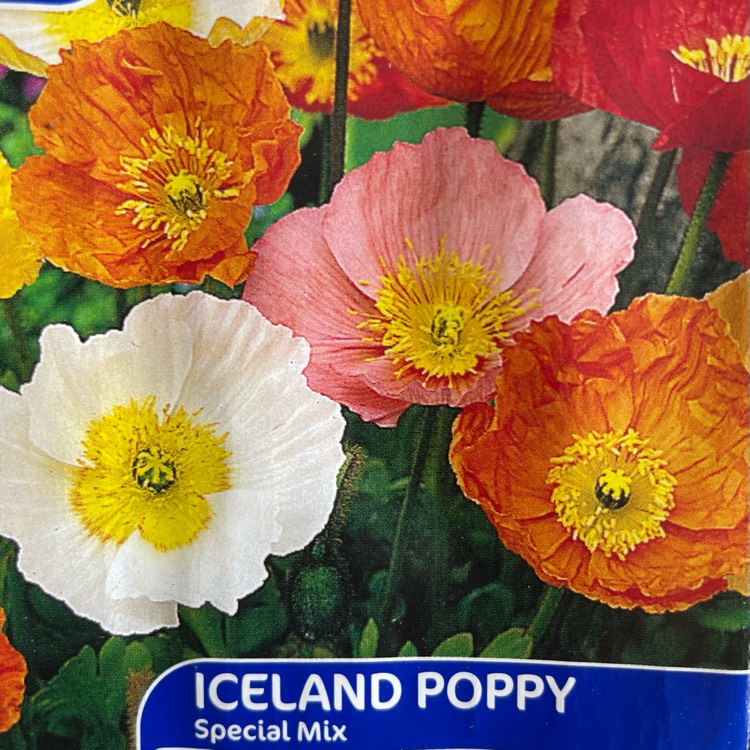 Plant image Papaver nudicaule 'Artist's Glory'