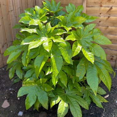 Japanese Aralia