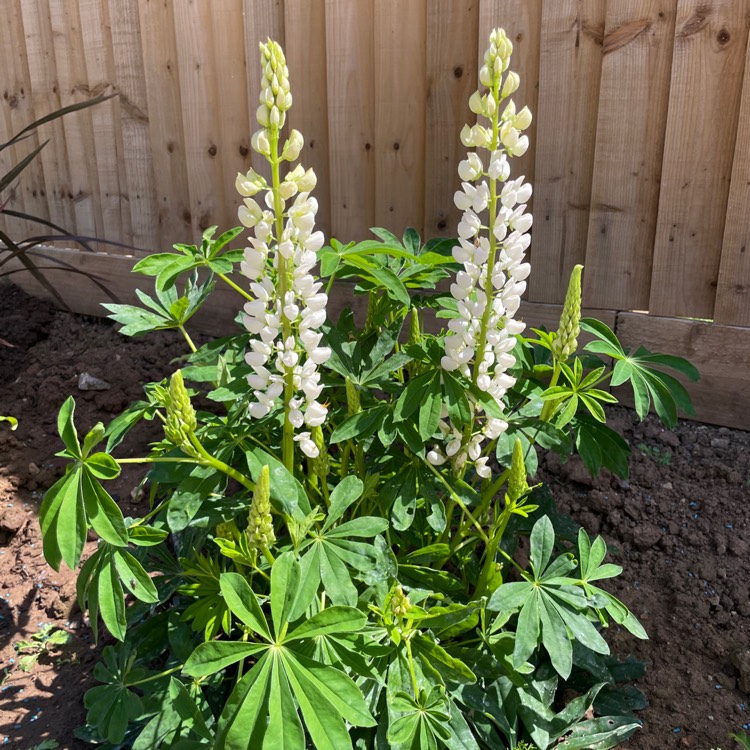 Plant image Lupinus albus