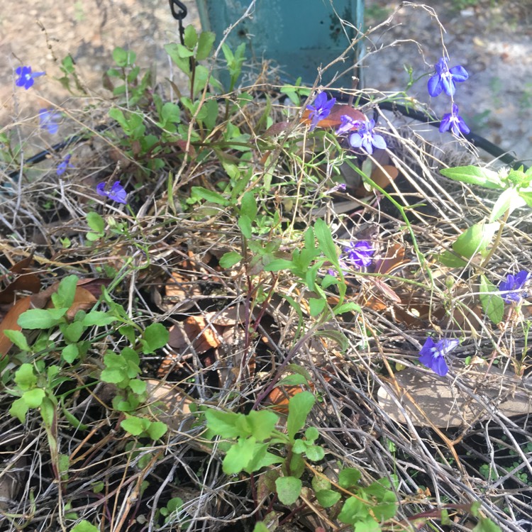 Plant image Lobelia 'Richardii'