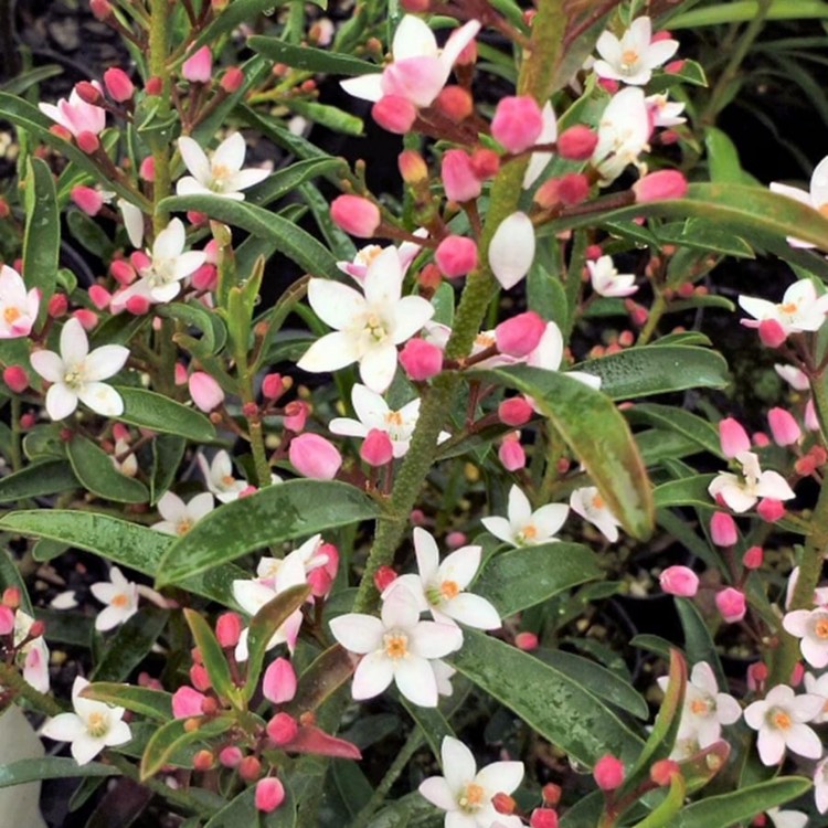 Plant image Philotheca myoporoides 'Winter Rouge'