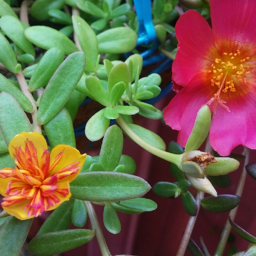 Plant image Portulaca amilis