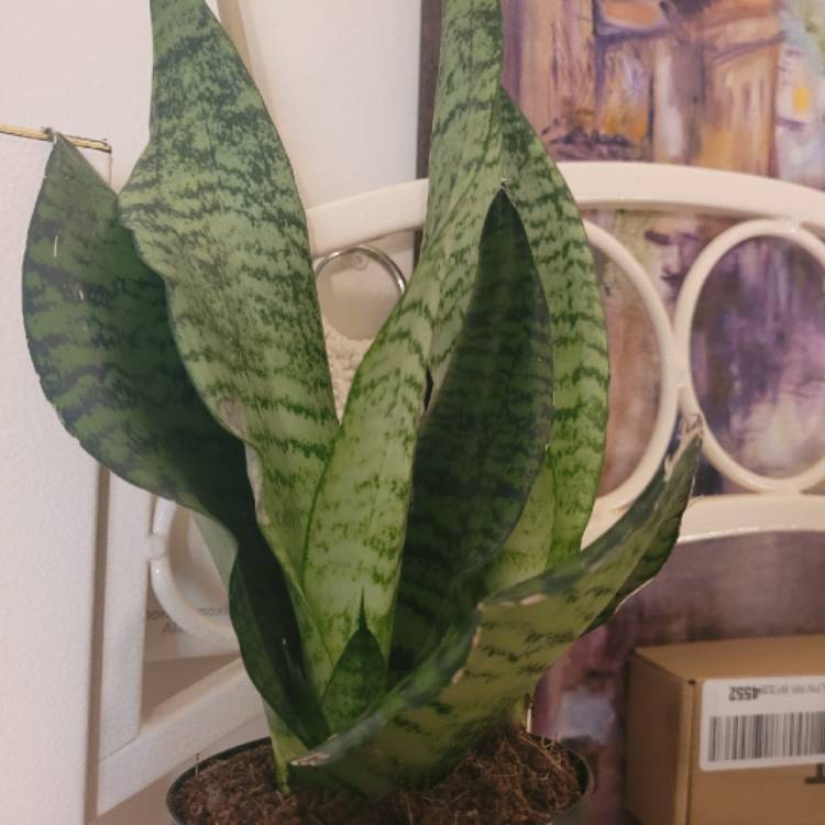 Plant image Sansevieria Superba Robusta