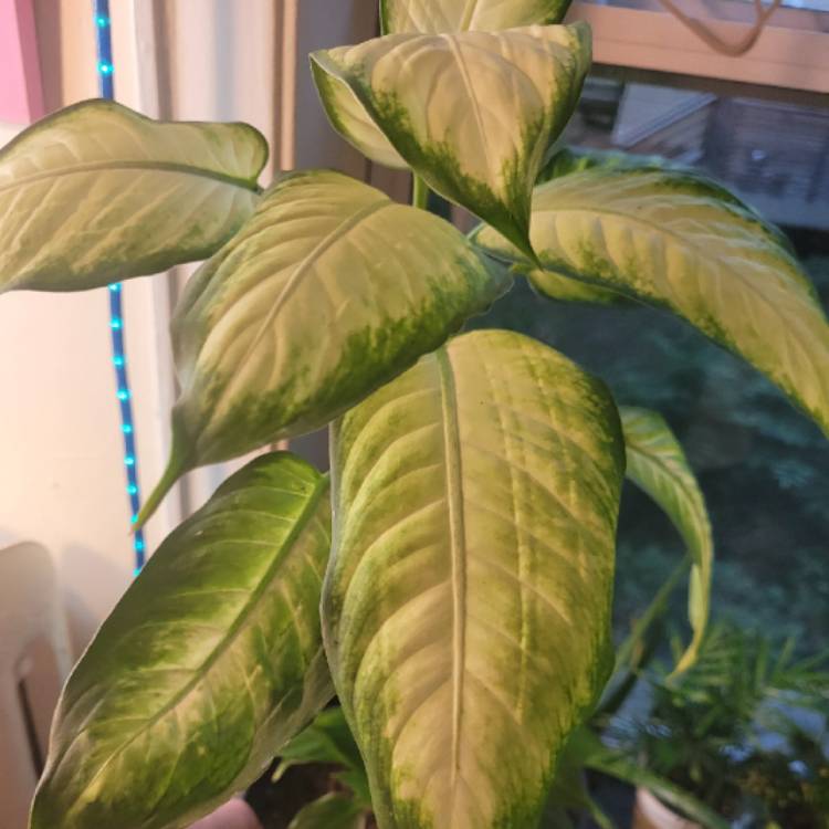 Plant image Dieffenbachia 'Camille'