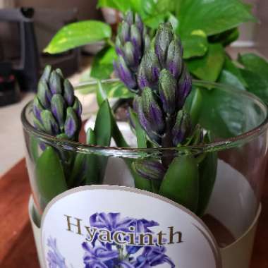 Hyacinth 'Ostara'