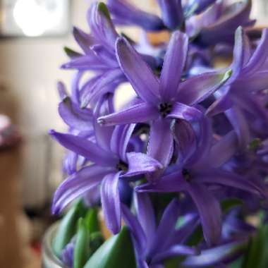 Hyacinth 'Ostara'