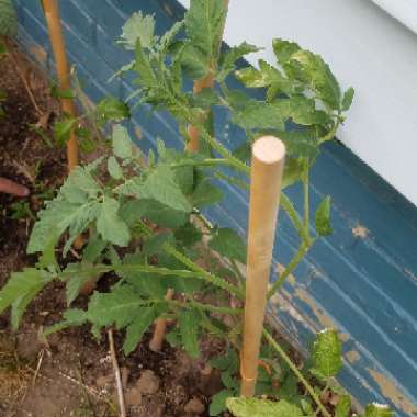 Tomato 'Abraham Lincoln'