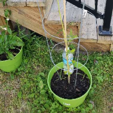 Tomato 'Abraham Lincoln'