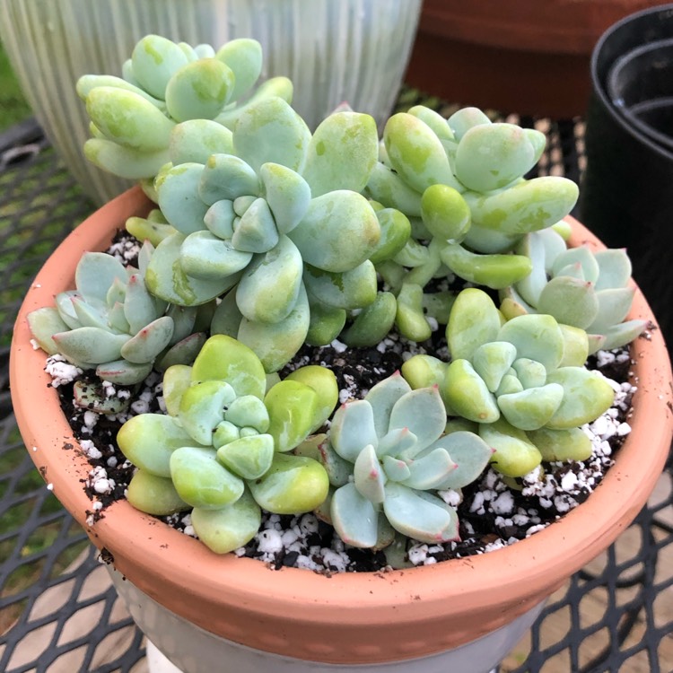 Plant image Sedum treleasei