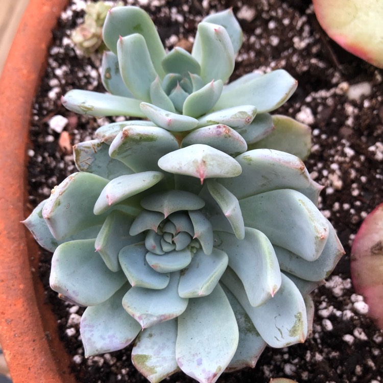 Plant image Echeveria Azulita