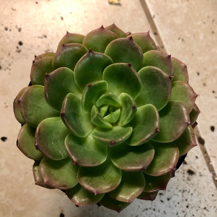 Plant image Echeveria Candy Corn