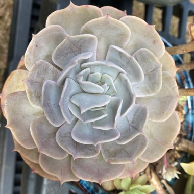 Echeveria