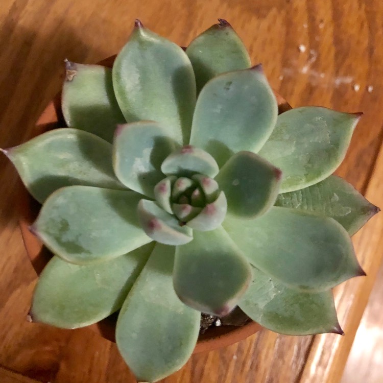 Plant image Echeveria Colorata Ice