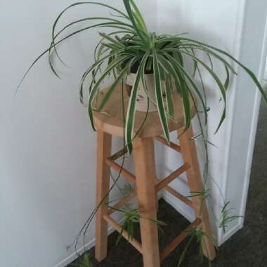 Spider Plant 'Bonnie'