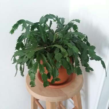 Zygocactus,Thanksgiving Cactus