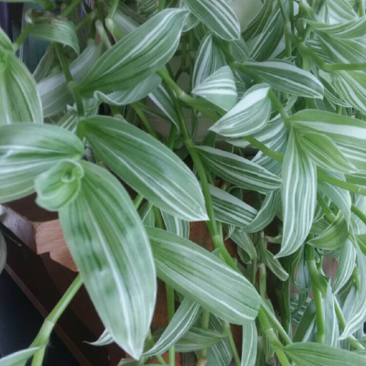 Plant image Tradescantia fluminensis 'Albovittata' syn. Tradescantia albiflora 'Albovittata'