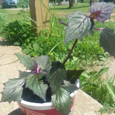 Purple Passion Plant