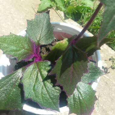 Purple Passion Plant