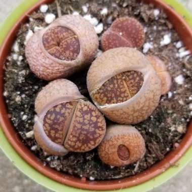 Lithops