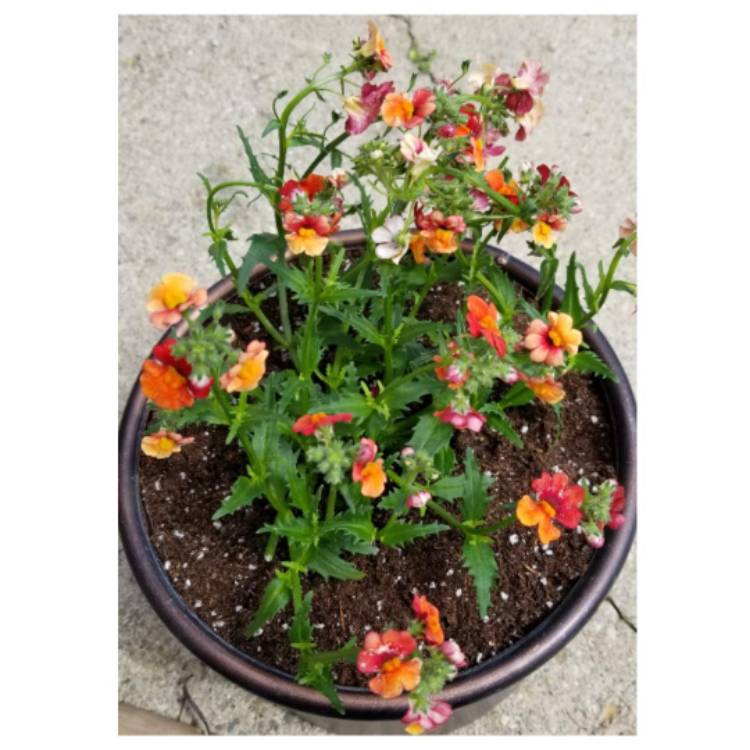 Plant image Nemesia 'Sunsatia® Blood Orange™'