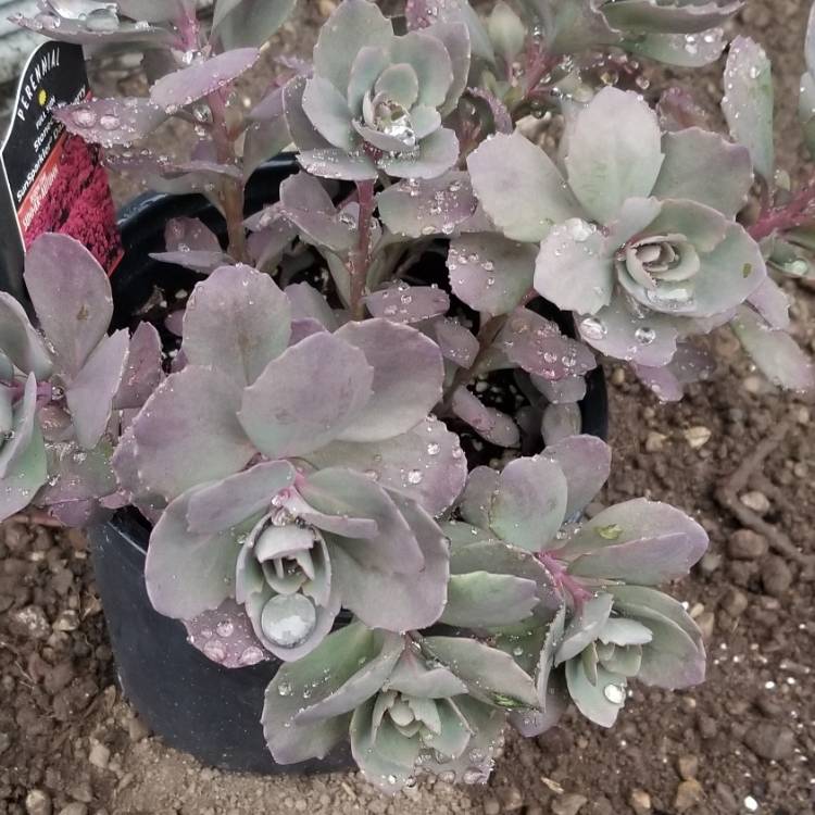 Plant image Sedum 'Sunsparkler Dazzleberry'