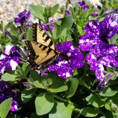 Petunia 'Kleph15313' syn. Petunia 'Night Sky', Petunia 'Headliner Night Sky'