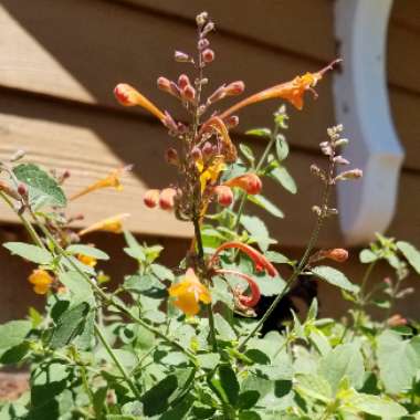 Agastache aurantiaca 'Arizona Sunset'