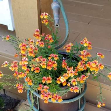 Nemesia 'Sunsatia® Blood Orange™'