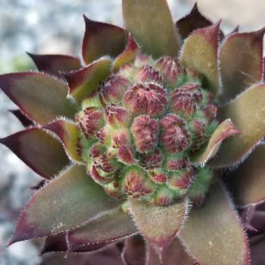 Sempervivum