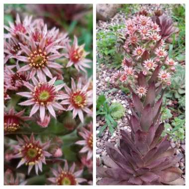 Sempervivum