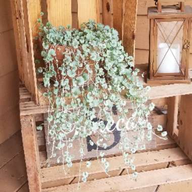 Dichondra argentea 'Silver Falls'