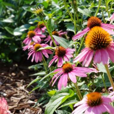 Echinacea