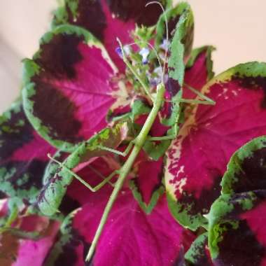 Solenostemon scutellarioides 'Chocolate Covered Cherry'